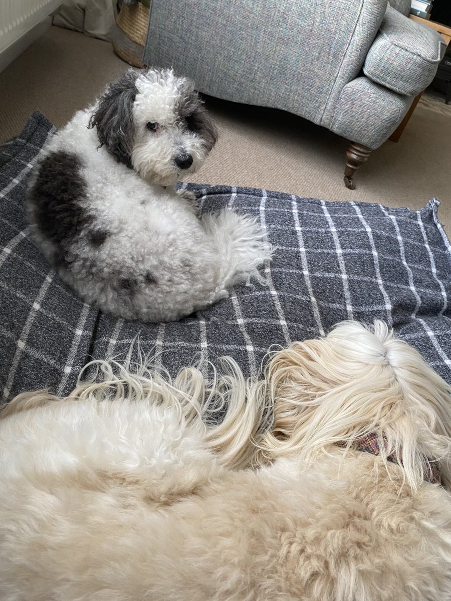 maria elia tweet media