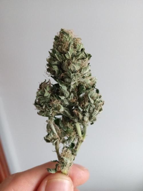 futureharv's tweet image. White OG @SeedsmanSeeds genetics
Holland Secret Nutrients from @futureharv 
Grown by DaHoodGnome (aka SqwigglyFish) on @GrowDiaries
growdiaries.com/diaries/196429… 
Show them some love and if you're thinking of starting a new grow, consider posting on Grow Diaries!
#growmies #growyourown