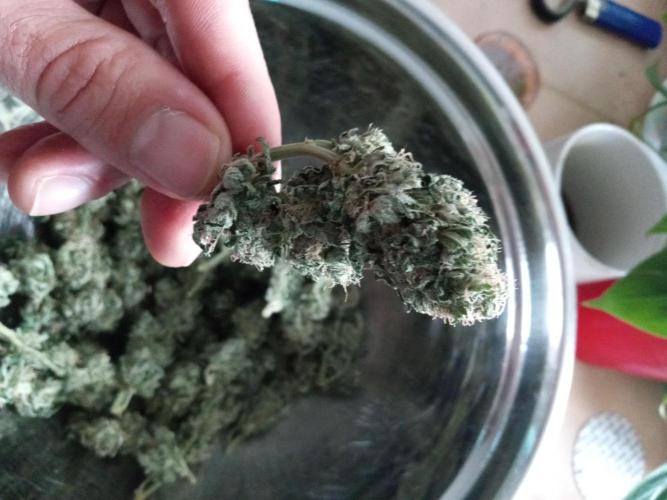 futureharv's tweet image. White OG @SeedsmanSeeds genetics
Holland Secret Nutrients from @futureharv 
Grown by DaHoodGnome (aka SqwigglyFish) on @GrowDiaries
growdiaries.com/diaries/196429… 
Show them some love and if you're thinking of starting a new grow, consider posting on Grow Diaries!
#growmies #growyourown