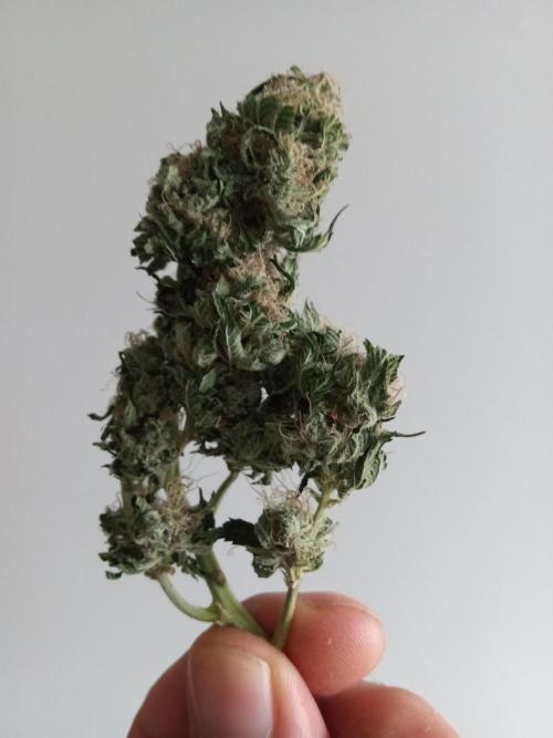 futureharv's tweet image. White OG @SeedsmanSeeds genetics
Holland Secret Nutrients from @futureharv 
Grown by DaHoodGnome (aka SqwigglyFish) on @GrowDiaries
growdiaries.com/diaries/196429… 
Show them some love and if you're thinking of starting a new grow, consider posting on Grow Diaries!
#growmies #growyourown
