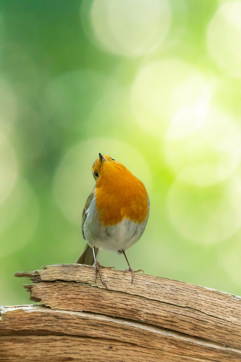 GinieFimo's tweet image. Mars a été une épreuve entre l'opération de Gamegie et le départ de ma grand-mère🕯️💫
Mon absence sur les réseaux s'est fait ressentir, et mes finances ont été impactées. 
Partager mon travail serait un soutien précieux en ces temps difficiles🙏
TwiXtter, fais briller ta magie ✨