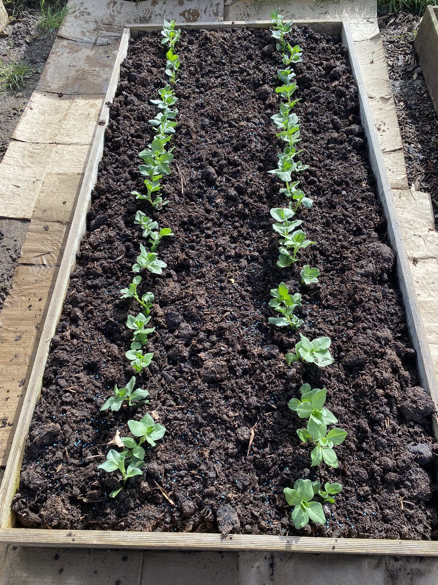 matthewcleeve's tweet photo. Broad Bean Crimson Flowered into the raised bed this afternoon #BroadBean #CrimsonFlowered #BroadBeanCrimsonFlowered #NoDig #RaisedBed #GrowYourOwn #AllotmentGardening #Vegetables https://t.co/mqKU0L0LgH