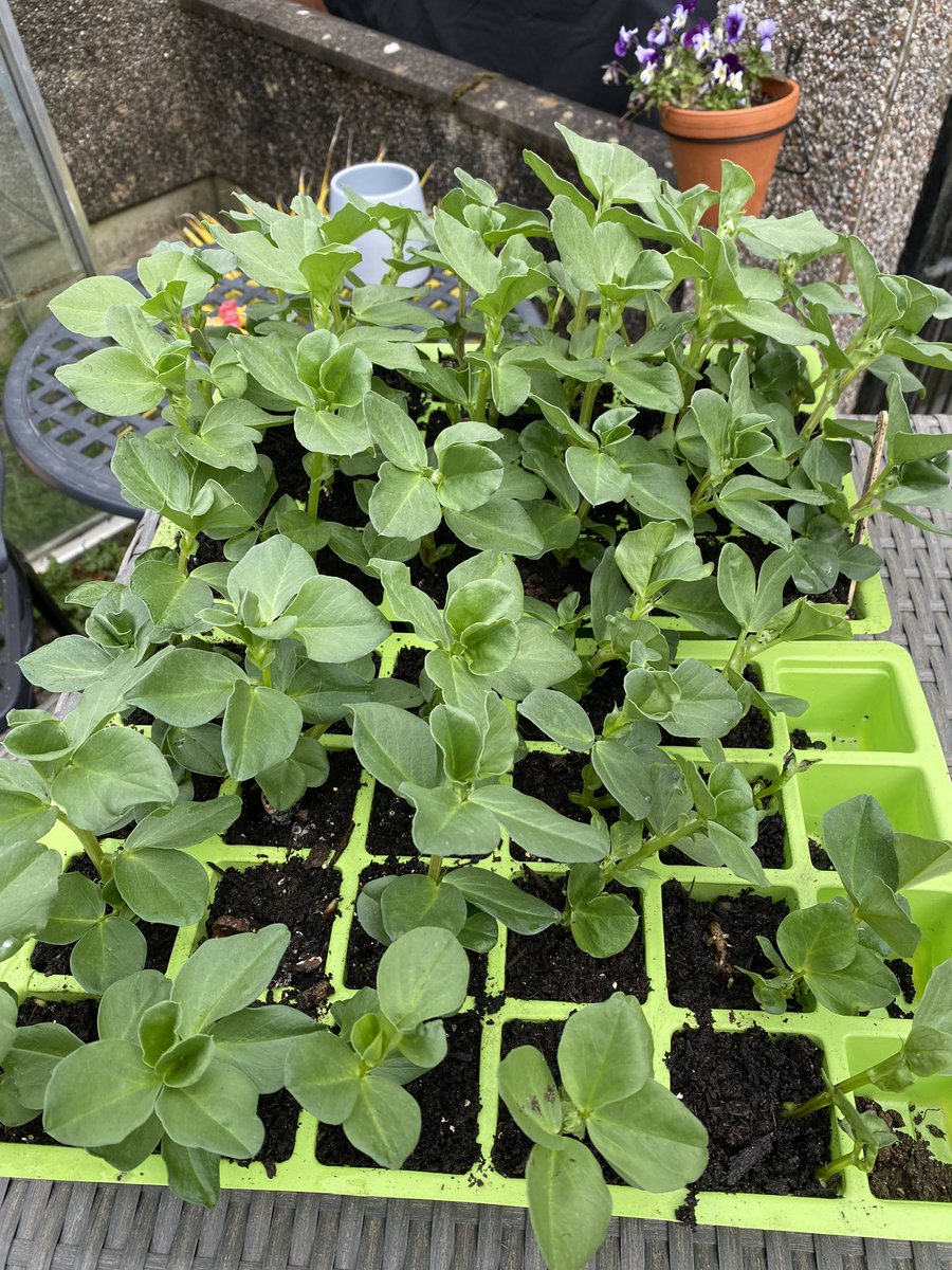 matthewcleeve's tweet photo. Broad Bean Crimson Flowered into the raised bed this afternoon #BroadBean #CrimsonFlowered #BroadBeanCrimsonFlowered #NoDig #RaisedBed #GrowYourOwn #AllotmentGardening #Vegetables https://t.co/mqKU0L0LgH