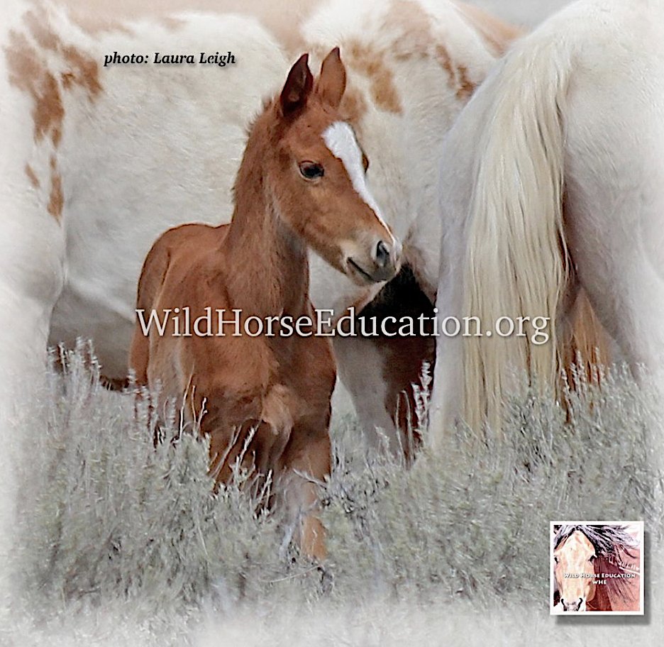 WildHorseEdu's tweet photo. Did you know you can help monitor #wildhorses &amp; burros even if you cannot get to the range? > https://t.co/1w5HY5DUeQ
There are tools you can use to help address contradictions that say the range cannot sustain horses/burros but can handle more cows and mines. #advocacy https://t.co/qGTdvm7dth