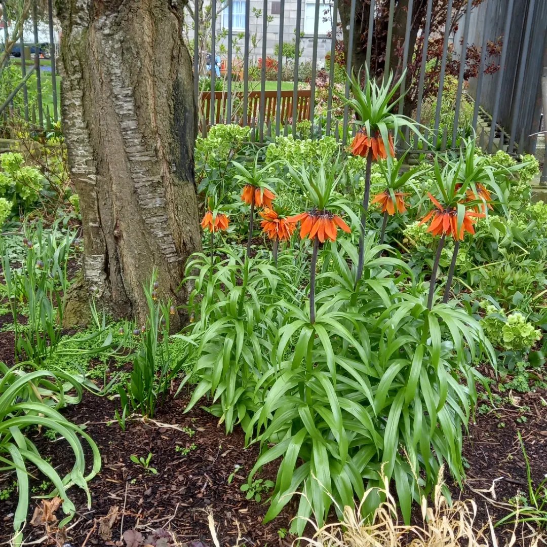 KwasKamila's tweet photo. A lovely example of plant fasciation @tcddublin campus gardens! Left - "normal" plants, right - The process of abnormal fusion, causing malformed, often flatened stems or large flowers is caused by genetic mutation in meristematic cells or bacterial/viral infections. https://t.co/QvFOiB8XcX
