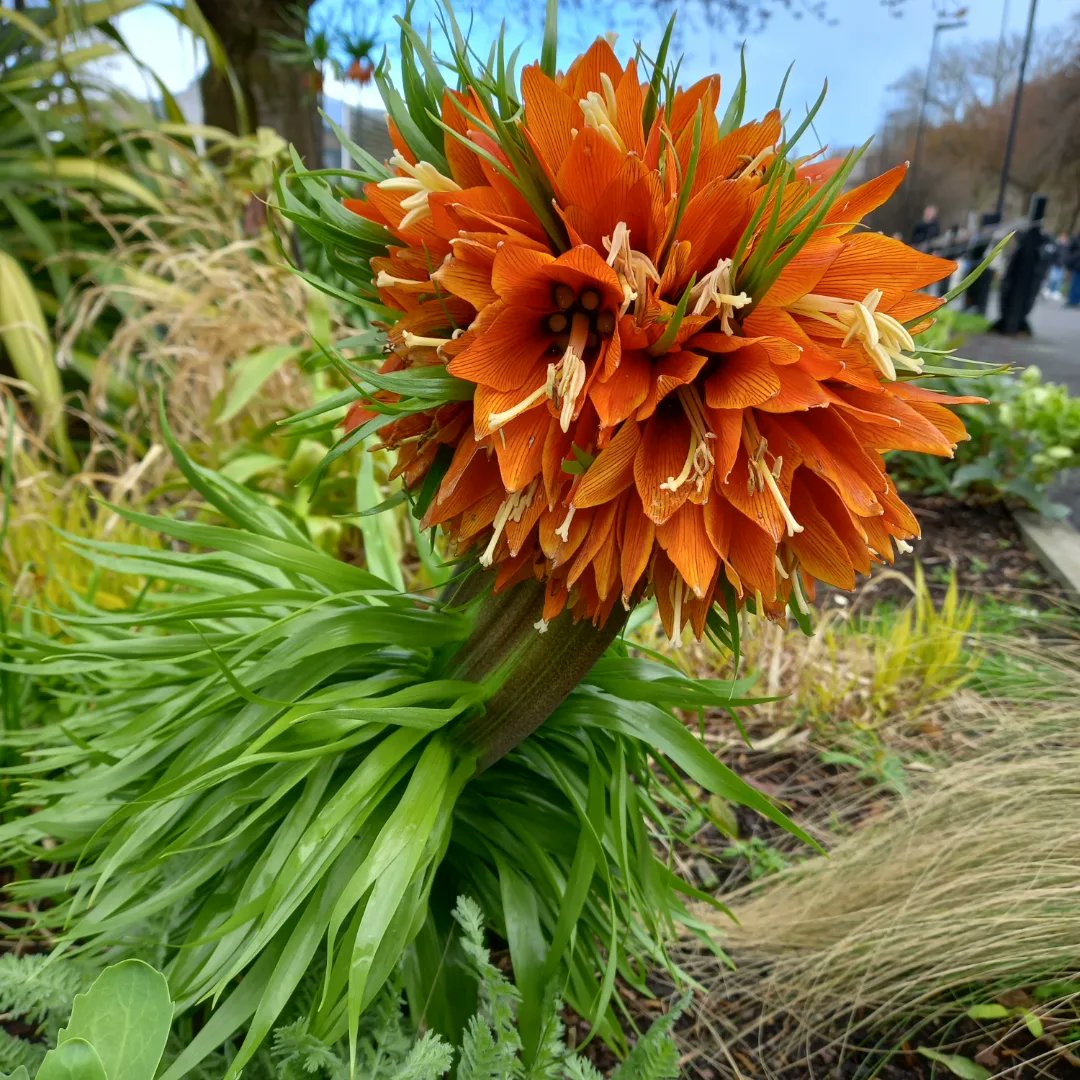 KwasKamila's tweet photo. A lovely example of plant fasciation @tcddublin campus gardens! Left - "normal" plants, right - The process of abnormal fusion, causing malformed, often flatened stems or large flowers is caused by genetic mutation in meristematic cells or bacterial/viral infections. https://t.co/QvFOiB8XcX