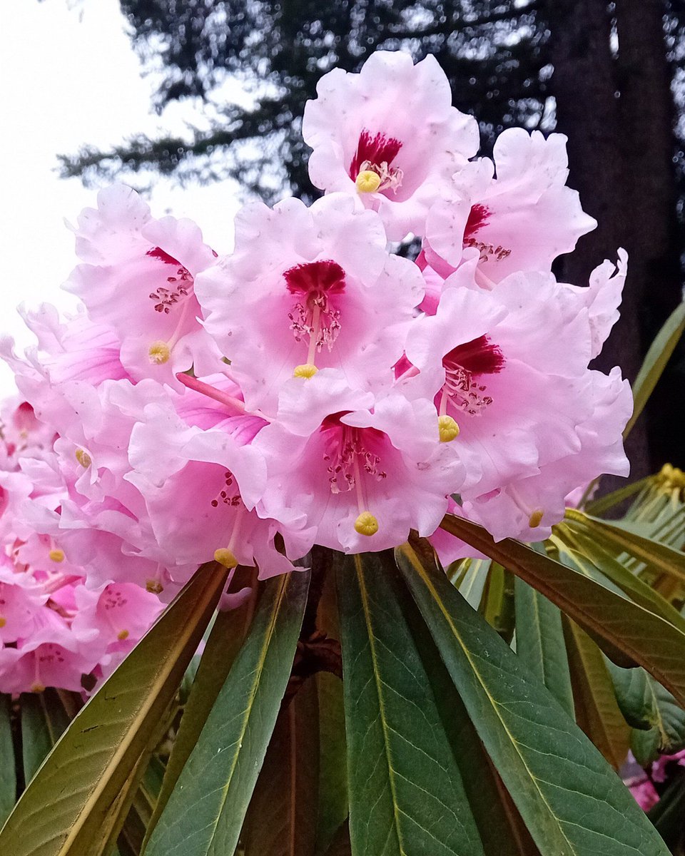 If you’re looking for a stunning spring walk then we highly recommend a visit to @BenmoreBotGdn – especially when the rhododendrons are out!