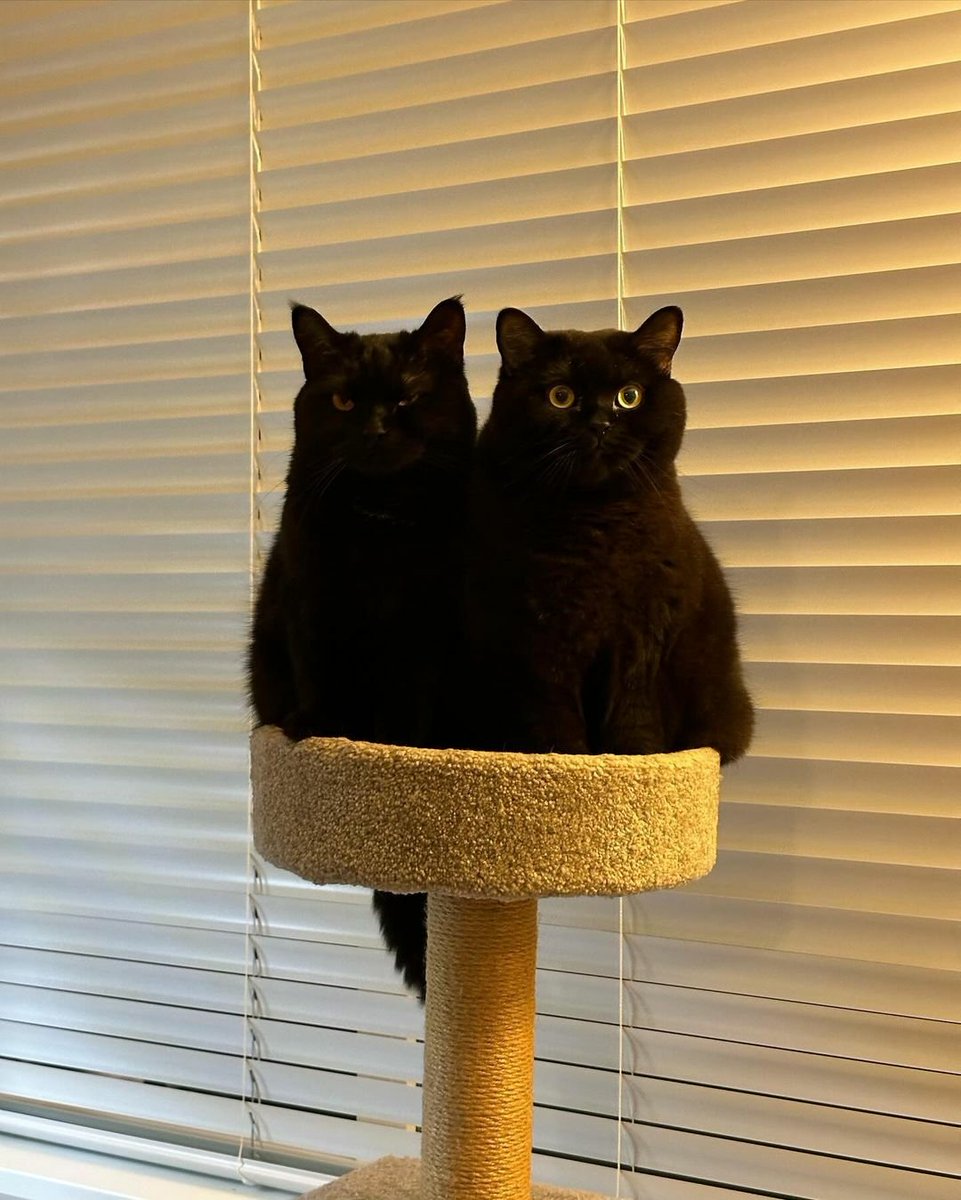 WeAssessCats's tweet photo. My two personalities https://t.co/Zpk0tjJNC8