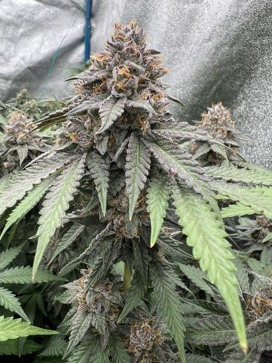 MaceyoniChronic's tweet image. Ice Cream Zoap bred by @LitFarms week 7 ⛽️💨