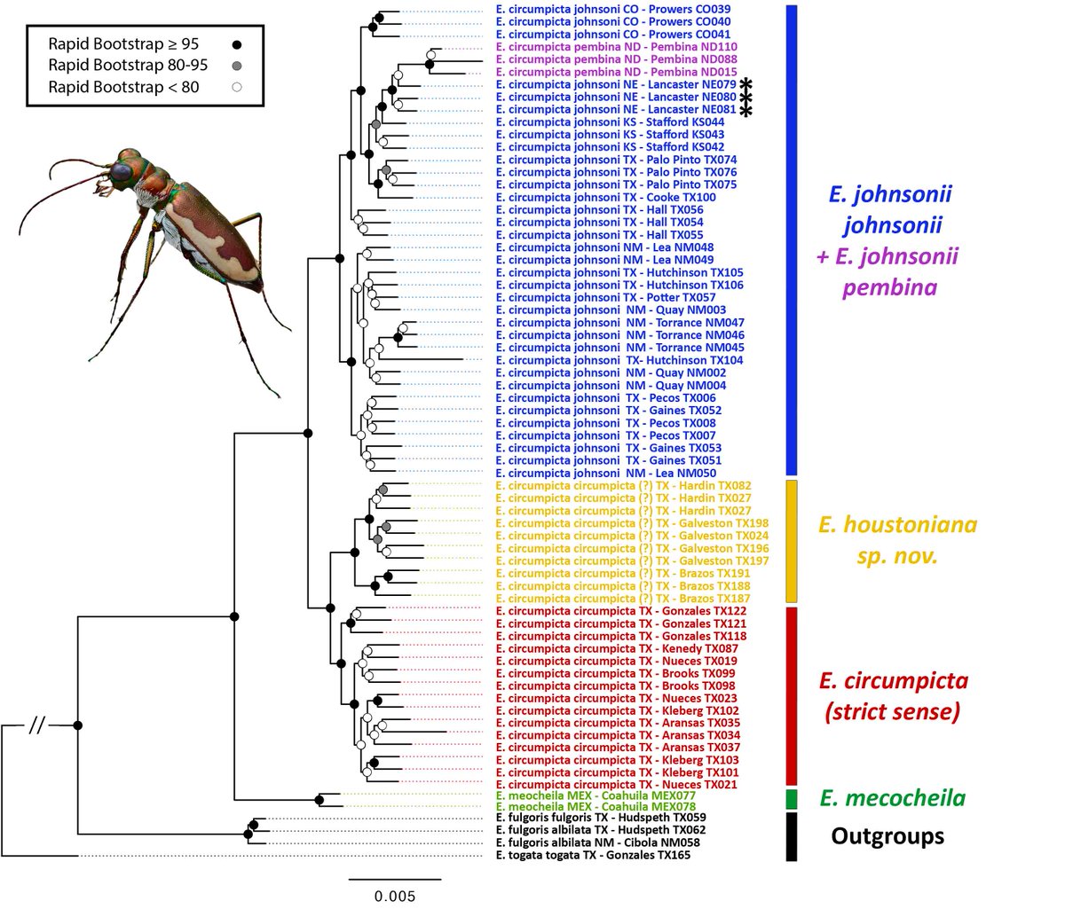 DanDuranBugMan's tweet photo. (Part 1) Scientists integrate different types of information to classify species, including the shapes of body parts and DNA. If some groups are distinct and on their own evolutionary trajectory, we may recognize them as separate species, especially if other information concurs.. https://t.co/5aBwr8niWn