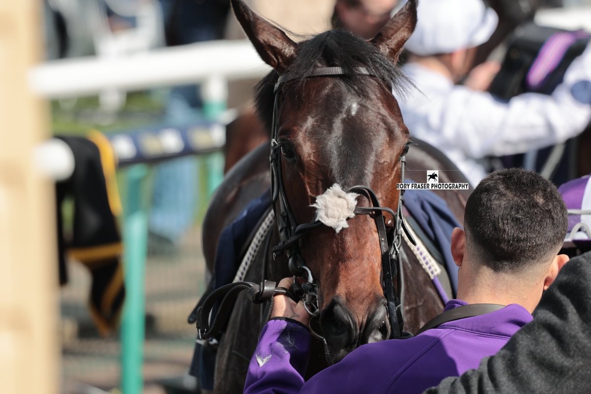 Runner up at Doncaster on Sunday in the class five novice (7f), MANHATTAN MIRAGE (Inns of Court x Vida Amorosa) Trained by @Domffd, owned by @amoracingltd and ridden by @DavidEgan99. A half brother to 2022's high class juvenile Persian Force.