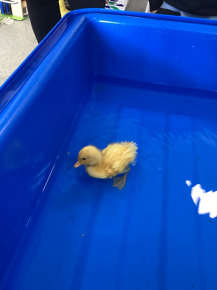 Reception class had another 'Mystery Reader' visit today from one of our parents. The children enjoyed listening to the story, 'Farmer Duck', especially as they have been looking after a duckling in class this week! #readingforpleasure