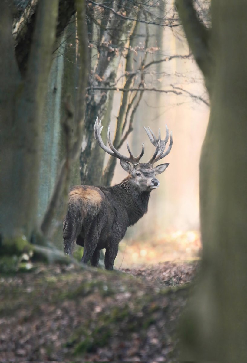 GinieFimo's tweet image. Mars a été une épreuve entre l'opération de Gamegie et le départ de ma grand-mère🕯️💫
Mon absence sur les réseaux s'est fait ressentir, et mes finances ont été impactées. 
Partager mon travail serait un soutien précieux en ces temps difficiles🙏
TwiXtter, fais briller ta magie ✨