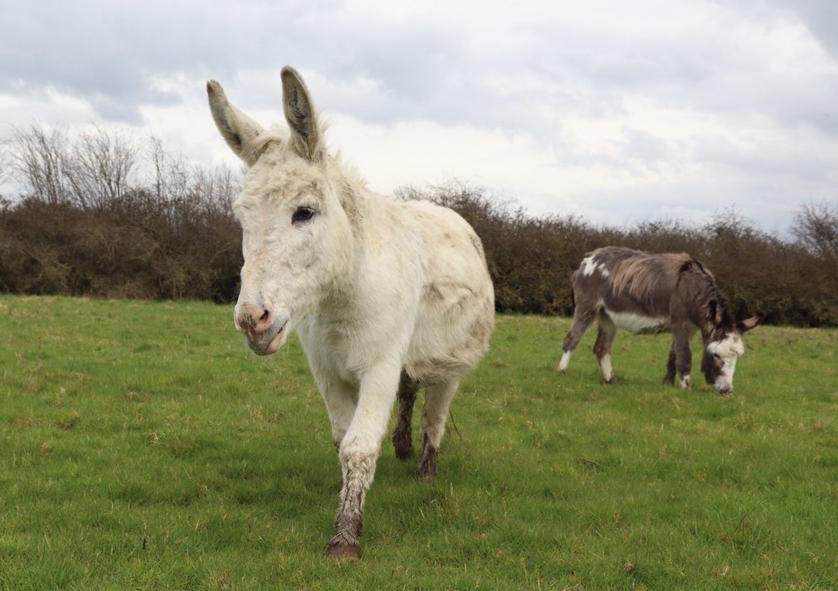 Farmily_buckets's tweet photo. Still super wet out at the farm, so we’re dreaming of warm dry days. For now though, our donkeys are getting extra muddy on their adventures.
#caenhillcc #elithedonkey #donkey #wetweather #rainingout #farmlife https://t.co/exZKCY0RvO