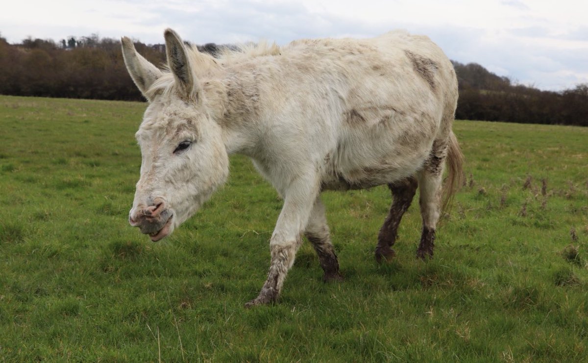 Still super wet out at the farm, so we’re dreaming of warm dry days. For now though, our donkeys are getting extra muddy on their adventures. #caenhillcc #elithedonkey #donkey #wetweather #rainingout #farmlife