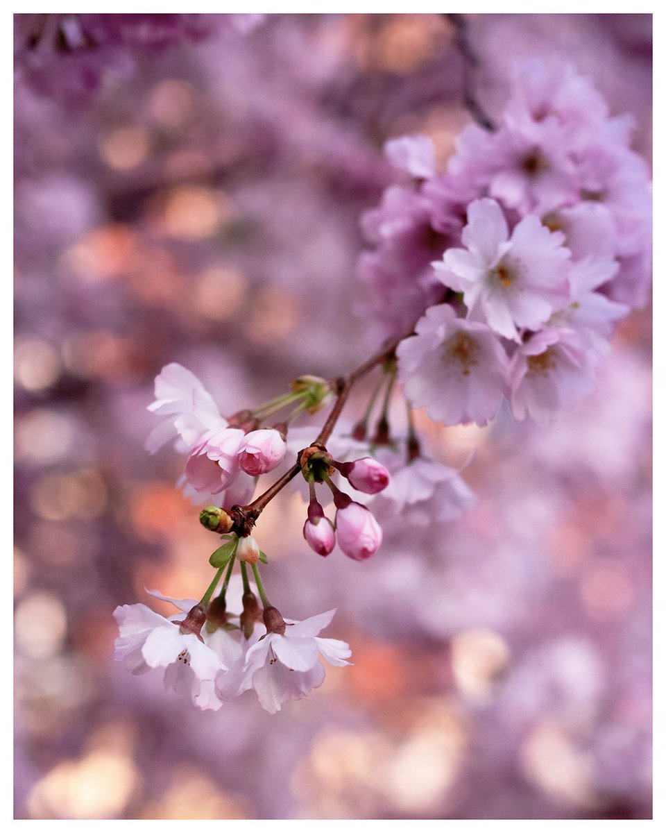 [#photo] Le retour du printemps 🌸 🤩

#photooftheday #CherryBlossoms #photograghy