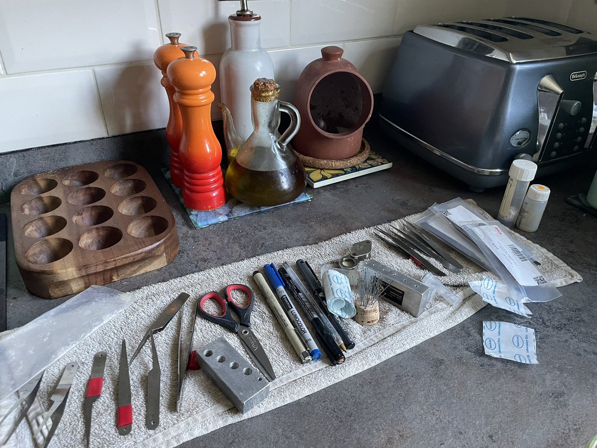 Dr Erica McAlister tweet media