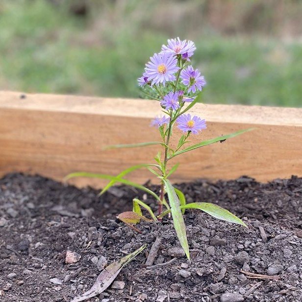 Niwot IB CAS tweet media