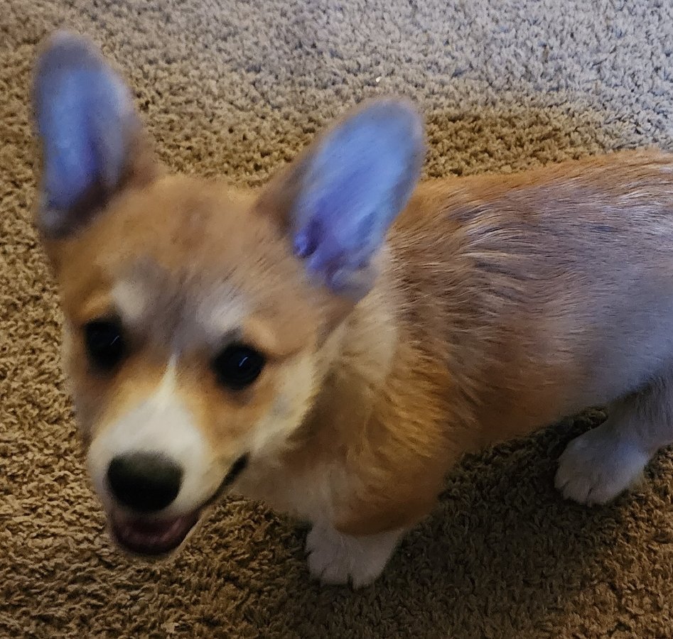PebblesDaCorgi's tweet image. Today is a good day to have a good day!
#corgi #corgipuppy #corgilover  #corgicrew