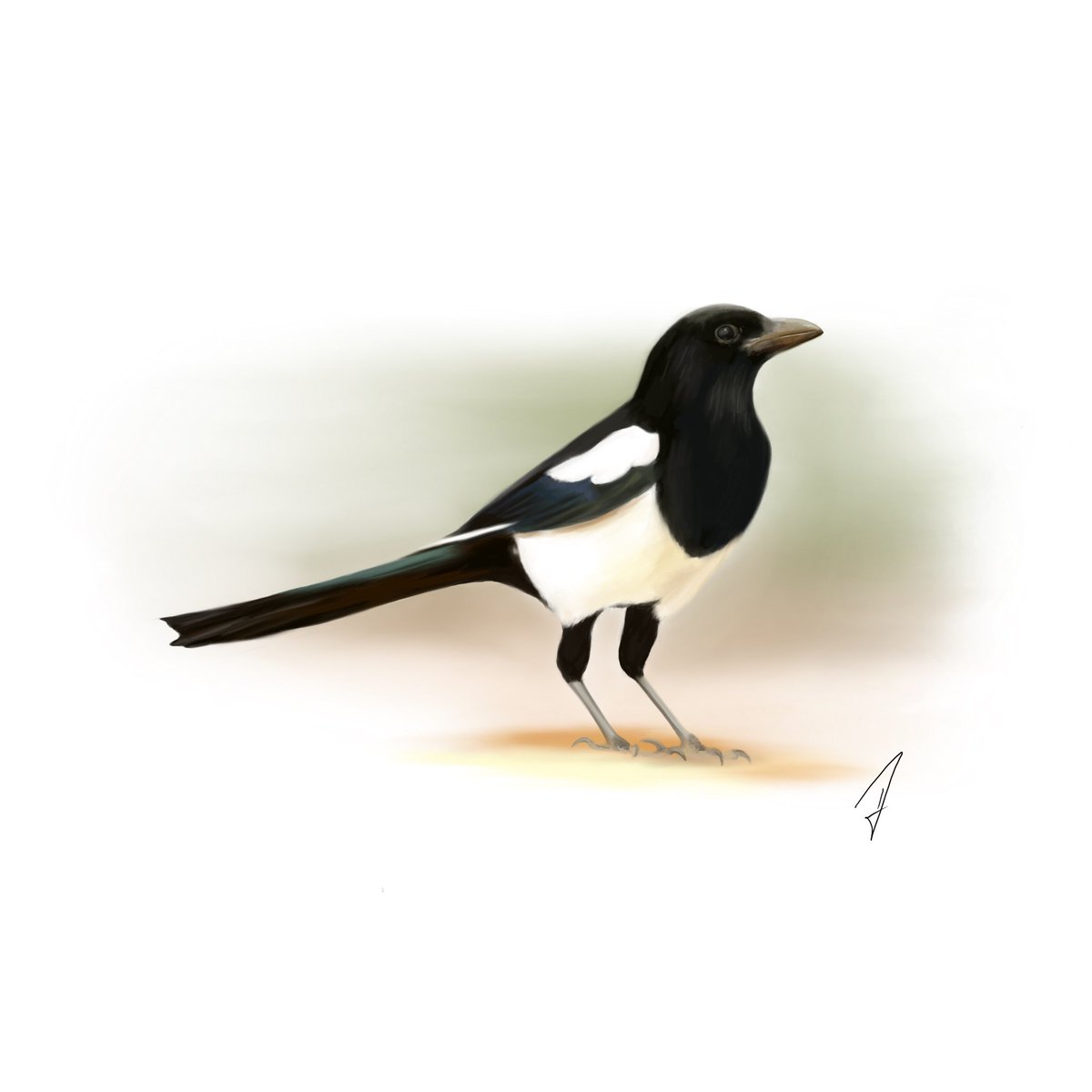 Eurasian Magpie / Elster for / für @BirdWhisperers #birdwhispererproject #birdwhisperer #kleineKunstklasse #digitalart #digitaldrawing #procreate #procreateart