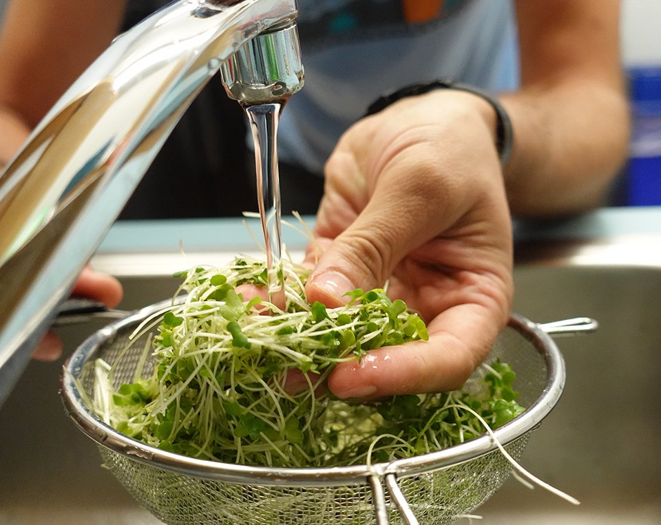 Wash microgreens when preparing your meal, not anytime before.

Microgreens are very fragile and washing too early can make the problem worse. It damages their tissue and introduces moisture that increases bacteria growth and shortens their shelf life. 
all-about-microgreens.org/consumers.html
