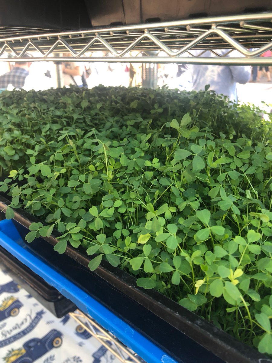 Studies show that CO2 and O2 levels and water vapor pressure can affect the shelf life of fresh produce. However, it’s unlikely that you’ll be able to control the environment this way to preserve microgreens unless you have a science lab in your home.
all-about-microgreens.org/consumers.html