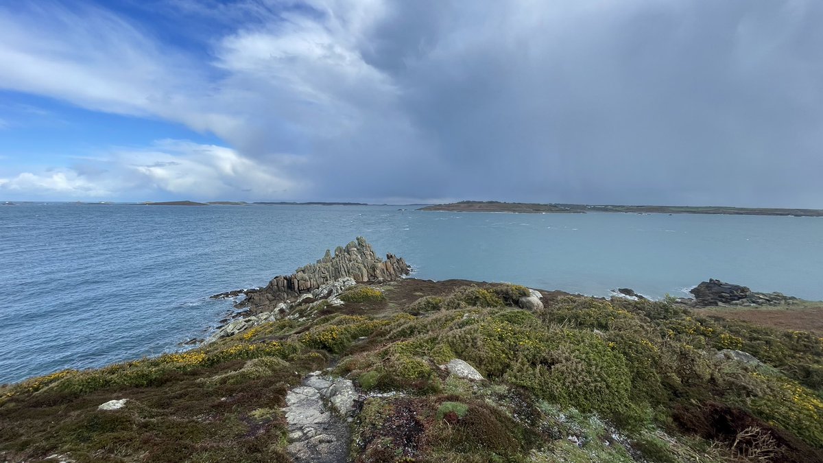 This morning we went over to St Agnes for a walk around Gugh with @ScillyWildlife to learn about the successes and challenges of the rat eradication project! After being caught in a hail storm, we were lucky enough to hear a Manx shearwater in its burrow responding to playback!