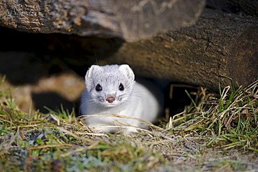 daily stoat! tweet media