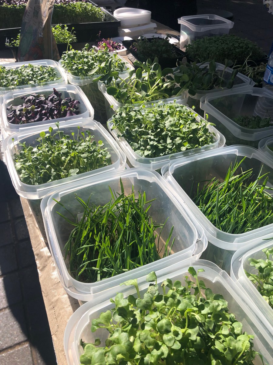 At room temperature, microgreens go bad very quickly. Don’t expect microgreens cut from their roots to last more than a day or two outside of a refrigerator. If kept cool, cut microgreens’ shelf life can be extended by another day or two, depending on the species.