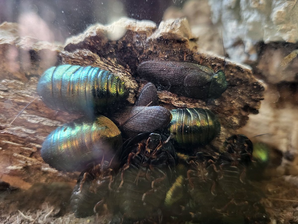 A family group of our stunning, jewel-like emerald cockroaches. We started with a small number of individuals, and the Bug Zoo team have done a great job getting the conditions right for them so that we now have a thriving population. #BugZoo #TropicalBugZoo #TheBugFarm