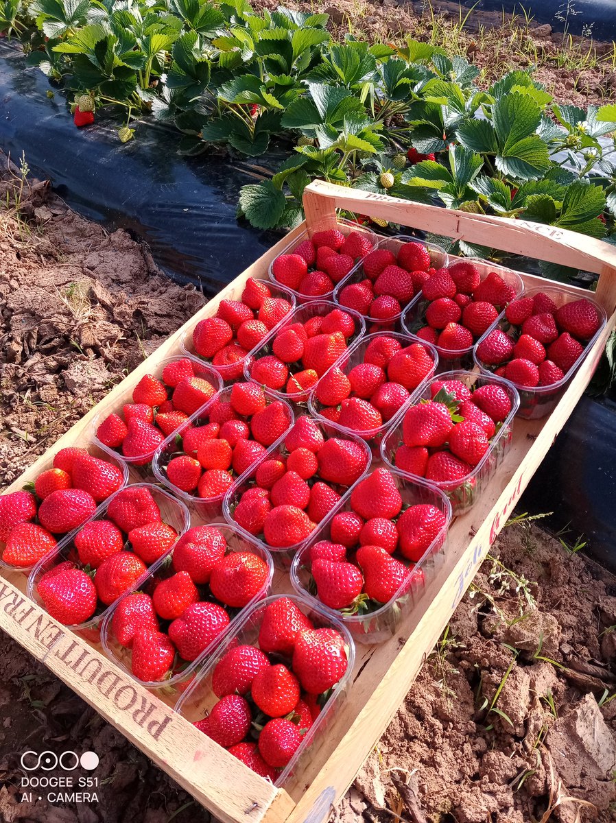 Jour 1
#fraises #pleinchamp #pleineterre #gascogne
