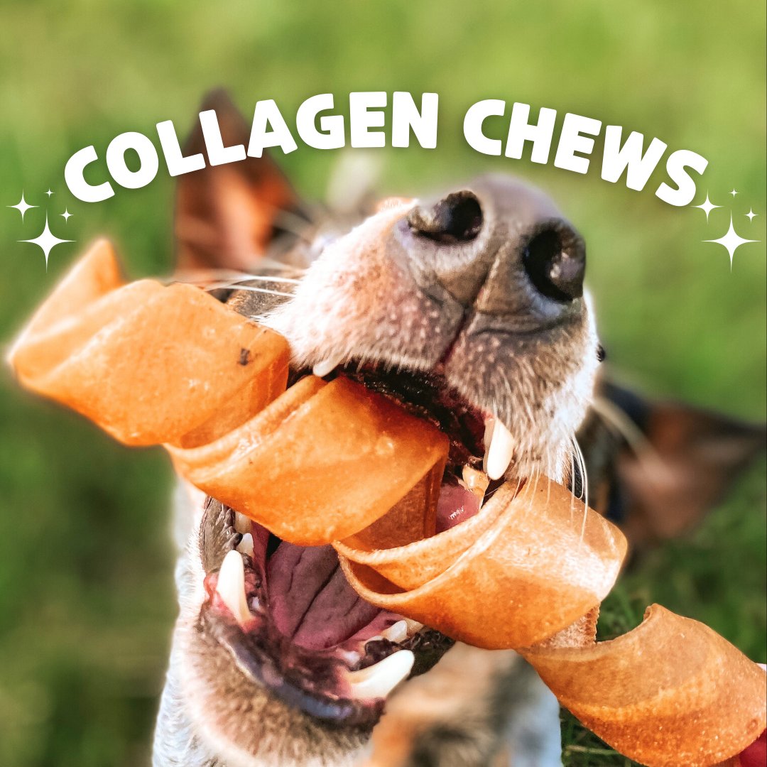 🐾 Collagen chews are more than just a chewy treat – they're a boost of goodness for your furry friend's overall well-being! 🌟 Made from collagen, a vital protein for healthy skin, hair, and joints!

💚 bit.ly/492ZW96

#dogs  #wetdogwednesday #dogownertips