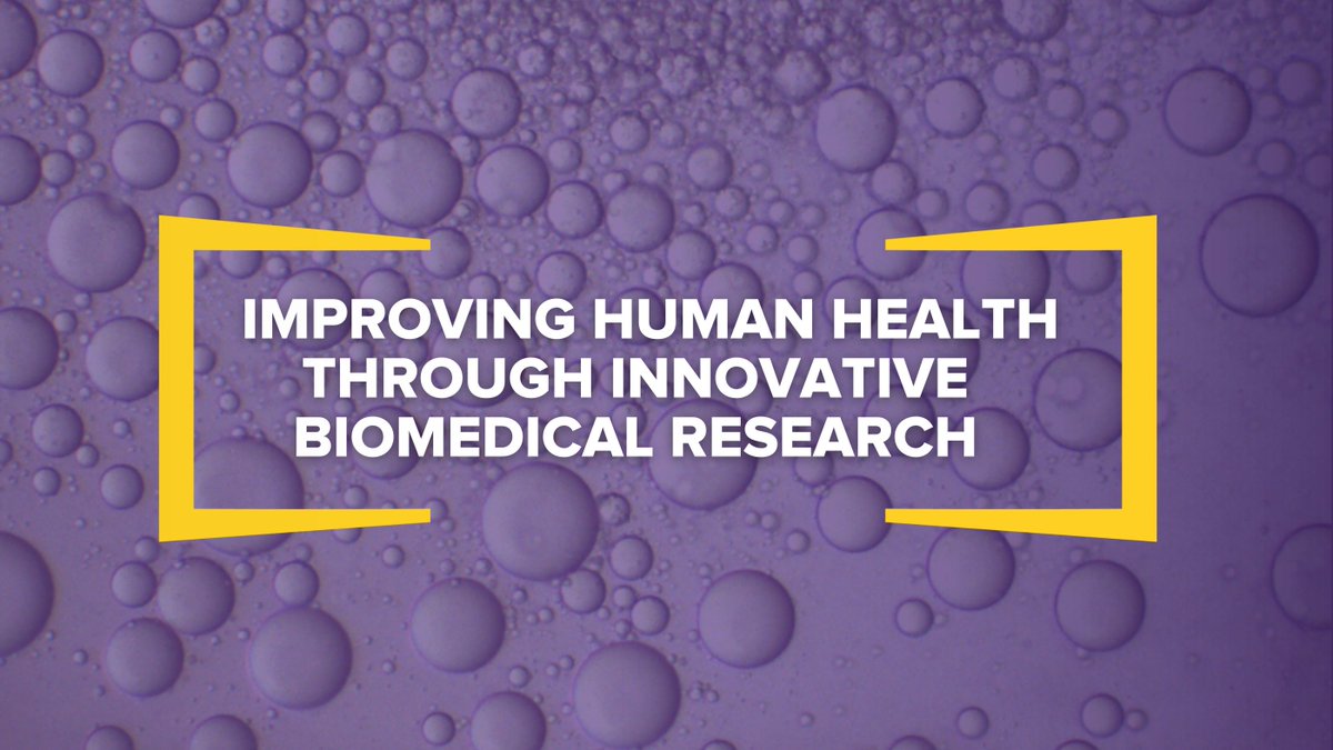Asst Prof Amy Xu is investigating biomacromolecules' roles in living cells to improve the design of biotherapeutic formulations. Your gift today will enhance our faculty’s dedication to biomedical research, contributing to life-saving advancements. givingday.lsu.edu/pages/college-…