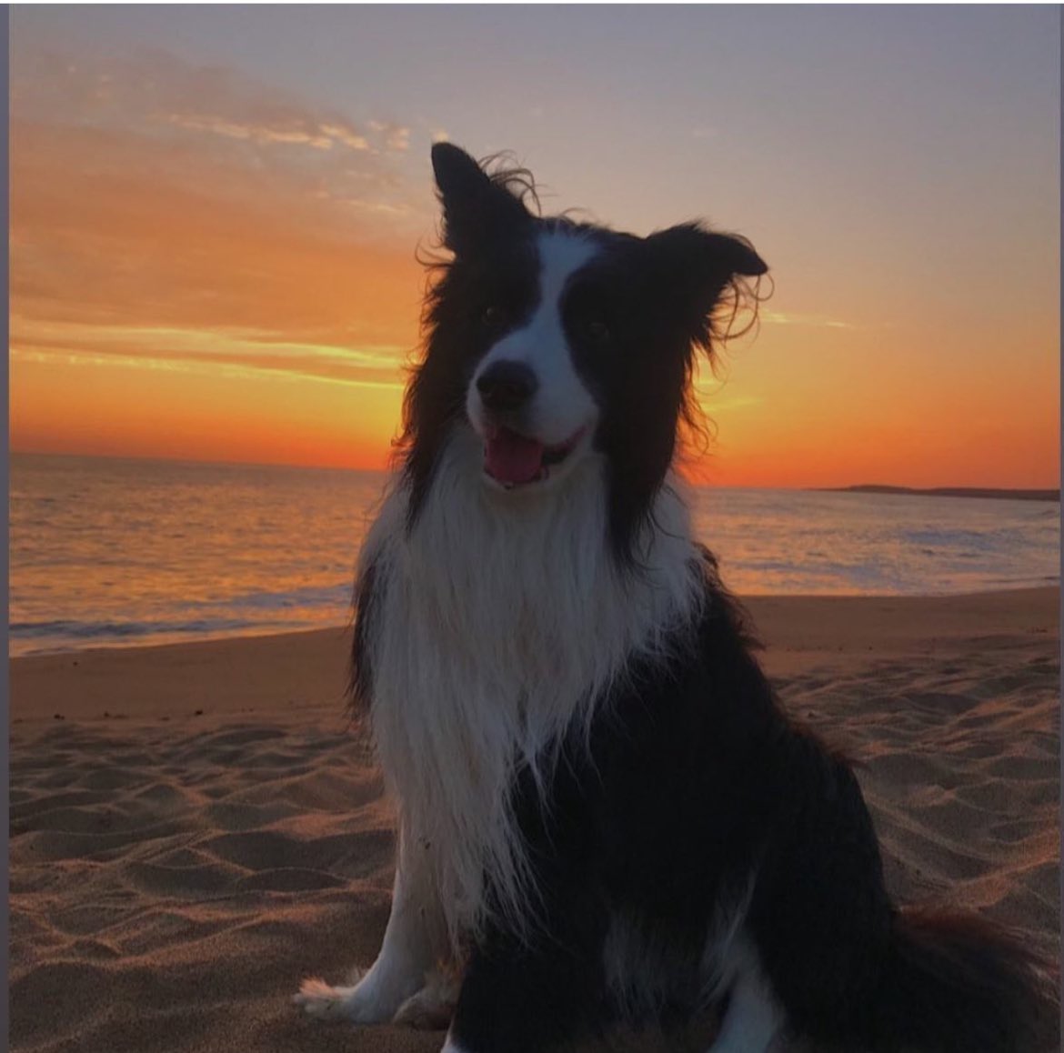 srosen07's tweet photo. @derechoso__ #BorderCollie , intenso , pero el más inteligente. Hermoso https://t.co/AtQVWHMmDi