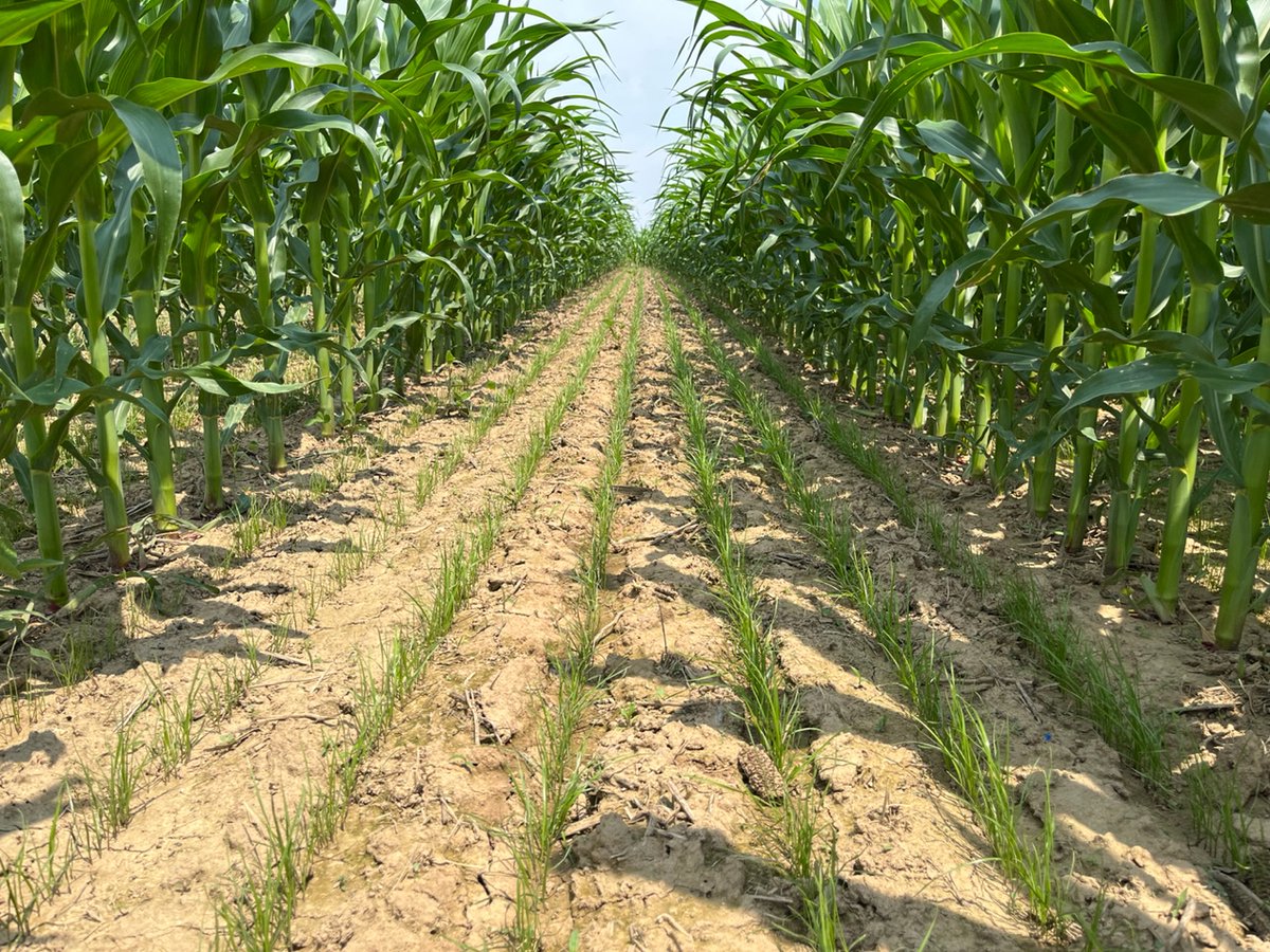 New research in Weed Science (vol 72, iss 2) shows that drill-interseeded cover crops into vegetative growth stage 3 (V3) corn performs well in Northeast U.S. production regions. cambridge.org/core/societies… #WSSA #weedscience #weedmanagement #sustainability #agriculture