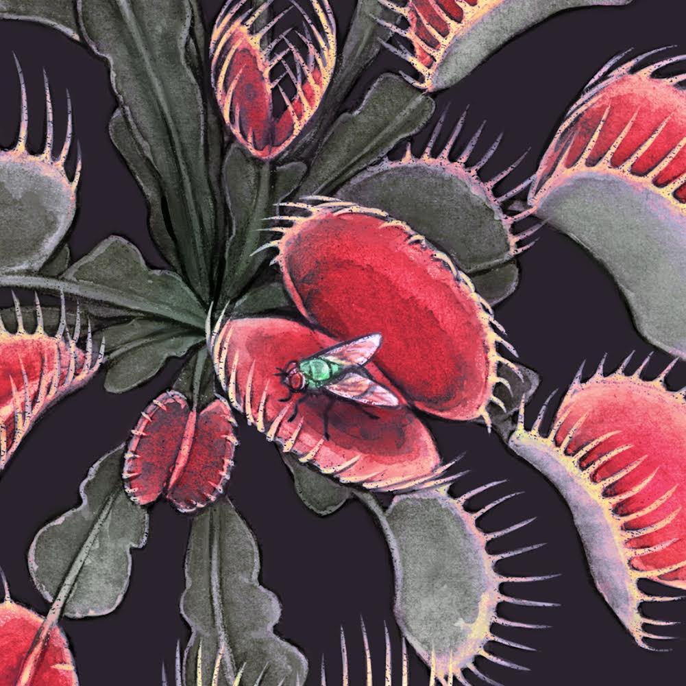Hi! I have been working on a pretty epic carnivorous plant illustration, and I am so close to finishing it! This piece will soon be available as a large art print and repeating pattern for wallpaper and home decor. Cheers to the wondrous world of meat eating flora! 🥩🌿🪰