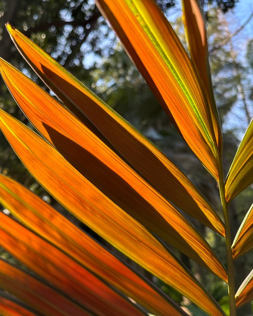 Introducing the stunning Flamethrower Palm (Chambeyronia macrocarpa)! It's no surprise that this New Caldonia native has set the hearts of the public ablaze as a popular choice of palm tree. This unique plant adds a burst of color to the Palms section. 💥🔥