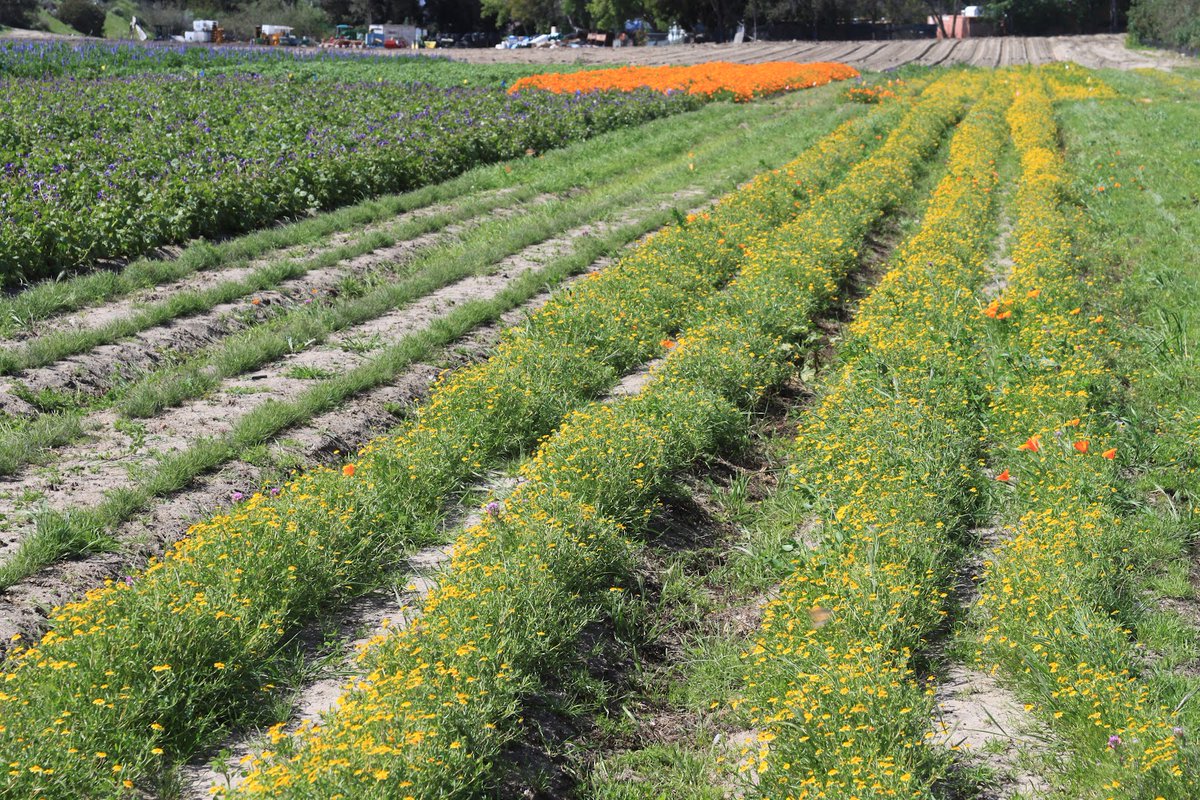 At #IRC, we understand that native plants are the backbone of our environment. Our dedication to restoration relies on fostering a strong inventory of these essential species. Join us on this journey of restoration and education by visiting bit.ly/3I589yt.🌳