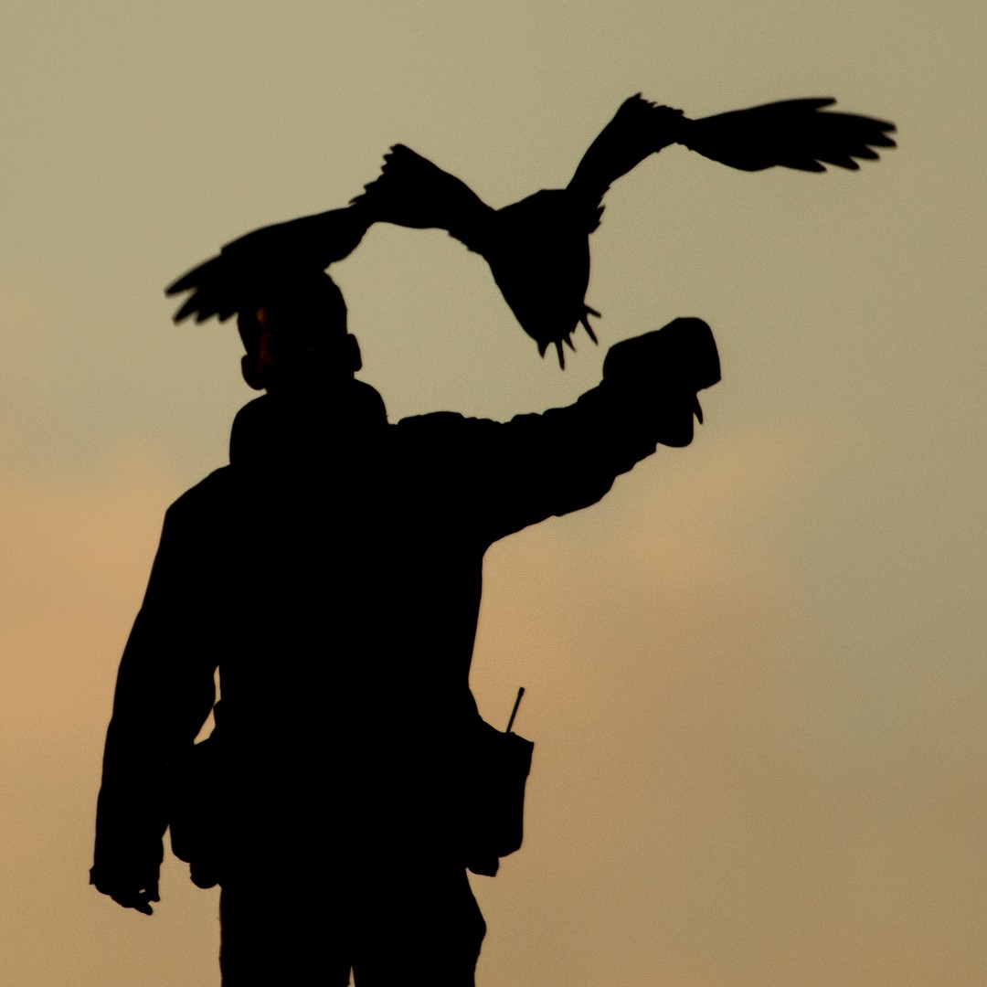 HawkConservancy's tweet image. Sunset at the Trust is back for another year! 🧡☀
If you're excited for longer evenings this summer, come and watch our birds swoop and soar against a setting sun at this glorious evening event.
Book ahead for a summer's evening to look forward to: ow.ly/rxNI50R1lYm