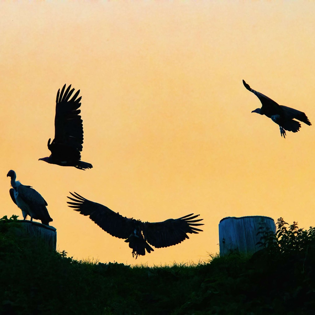 HawkConservancy's tweet image. Sunset at the Trust is back for another year! 🧡☀
If you're excited for longer evenings this summer, come and watch our birds swoop and soar against a setting sun at this glorious evening event.
Book ahead for a summer's evening to look forward to: ow.ly/rxNI50R1lYm