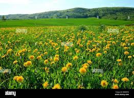 MapleVoyage's tweet image. #SpringTrip   - Annapolis Valley in spring - Calling all flower fans, Annapolis Valley is a   mecca of pretty petals.