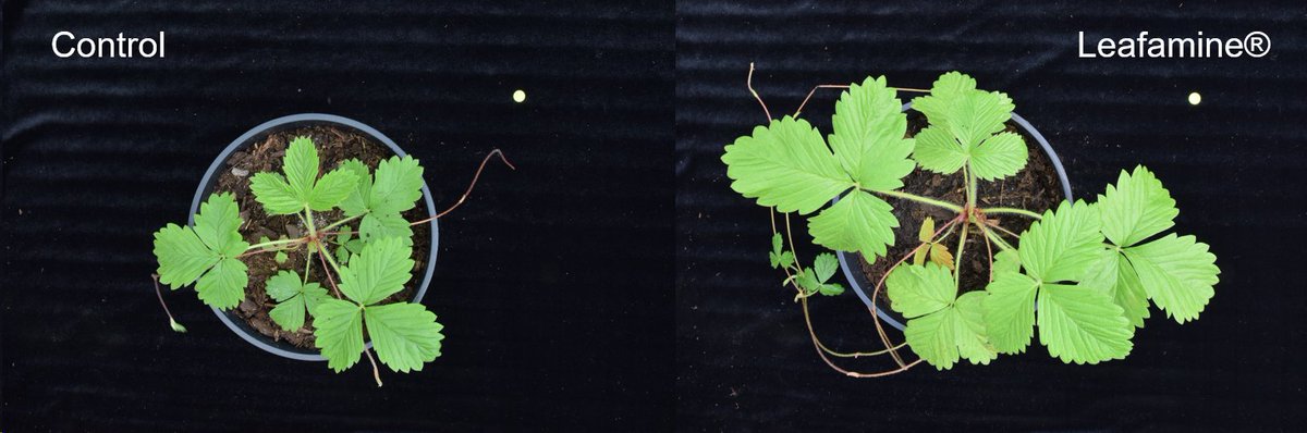 Biostimulants are a key component of tomorrow's agriculture. With their partner BCF Life Sciences, the #FDFE team is testing the effect of Leafamine® on the development of woodland strawberry 🍓 plant and results are promising!