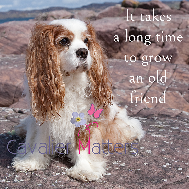 We treasure the oldies, it's very special to have an oldie in your life, despite their often considerable care needs. They are truly worth every moment and every penny. 🥰 #CKCS #SeniorDogs #Cavalier #DogsOfTwitter