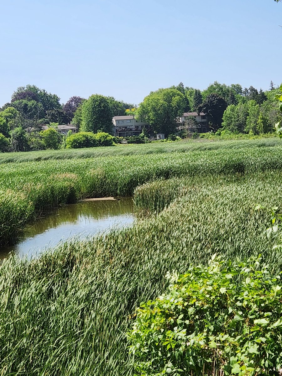 SojkaAnn's tweet photo. #AlphabetChallenge
#WeekM
M is for Marsh 
(Rattray Marsh)
#CVC_CA https://t.co/A2XnfPhC51