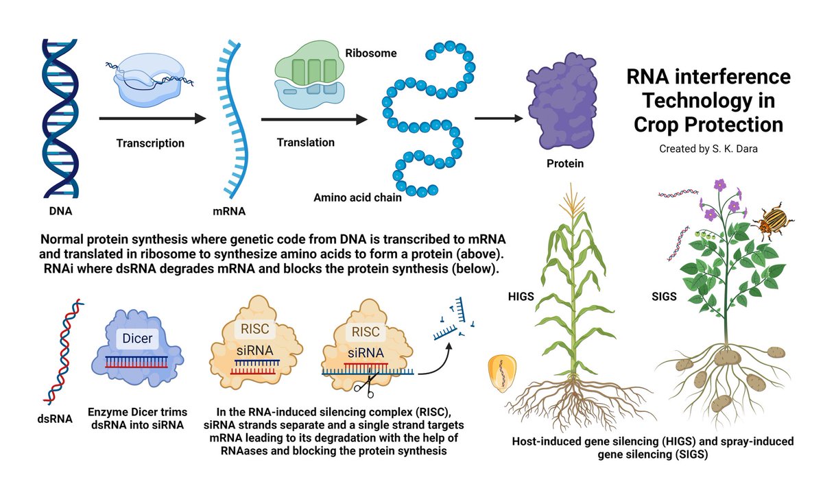 calstrawberries's tweet photo. Check out my new article on using #RNAi as an #IPM tool in crop protection. https://t.co/uwvx3TbPgt https://t.co/tSIHEMUZof