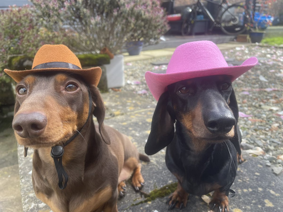 Frankie & Stanley, thrilled as always to be featuring in our social media posts… 

#dachshunds  #postoffice #usdollars #texas #shrewsbury #abbeyforegate #cowboyhat
