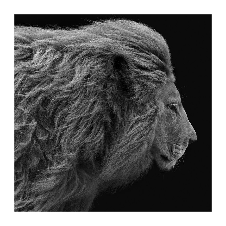 REIGNING #lion #wildlife #reigning #patrickemsphotography #fineartphotography #noaiart