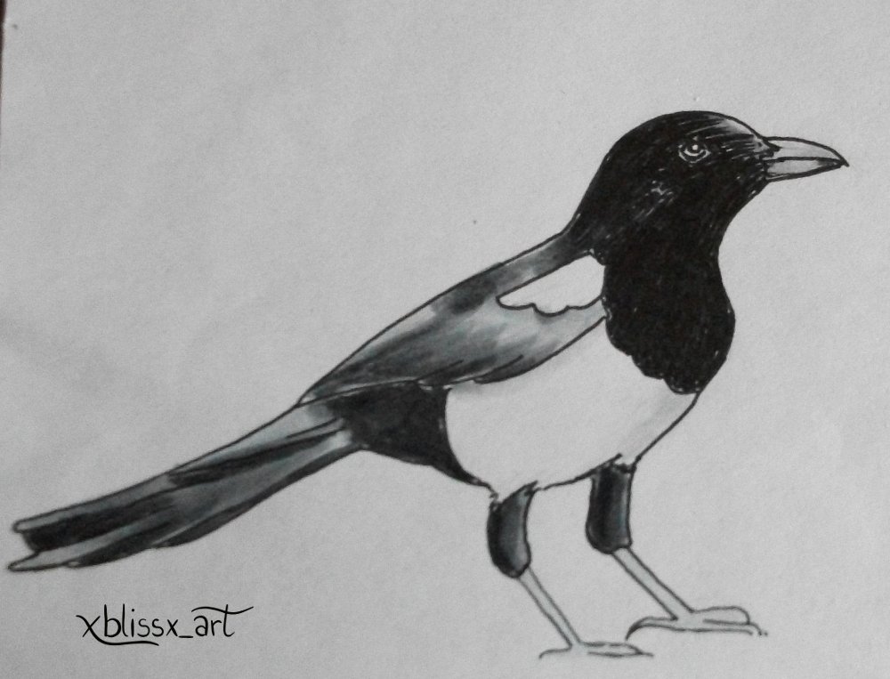 Eurasian Magpie for @BirdWhisperers #BirdWhisperer #animaldrawing #artistsontwitter