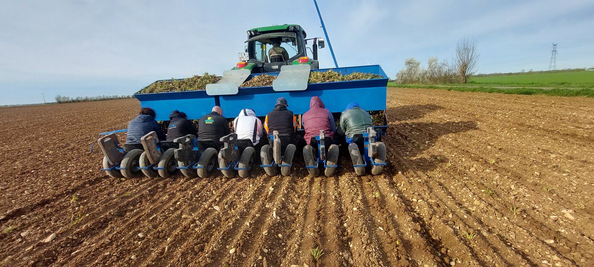 FPetorin's tweet photo. Lundi on a pu démarrer la plantation des betteraves porte graines !!
#agriculture #missbetter
C'était galère pour trouver la main d'œuvre !!🫣
La pluie ☔️ nous a stoppé hier !
Merci @billon_yannick pour le coup de main 😉 !! @Fragritwittos 
#WednesdayMotivation #photooftheday https://t.co/829DXhNa3t