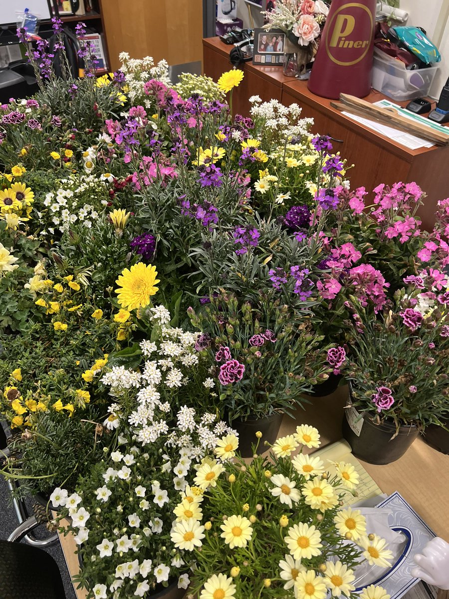 These beauties will be going in the quad later this week! Sprucing up for the spring! 💕 <a href="/PinerHighSchool/">Piner High School</a>